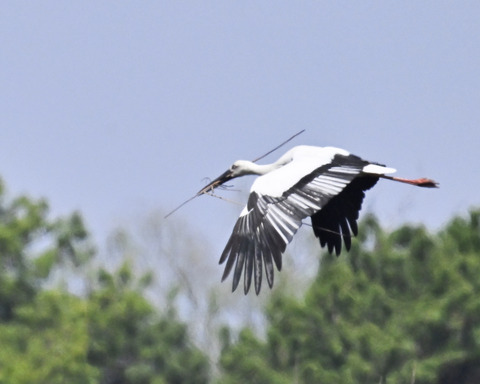 巣材運ぶコウノトリ8303