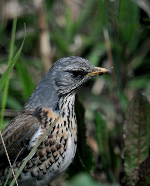 ノハラツグミ7511