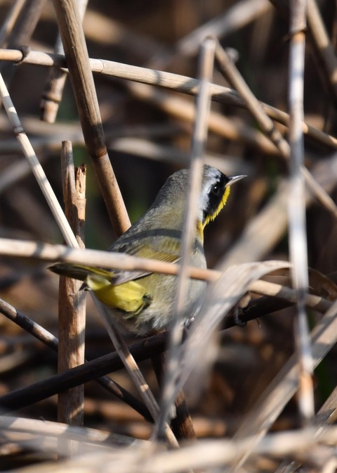 カオグロアメリカムシクイ7844