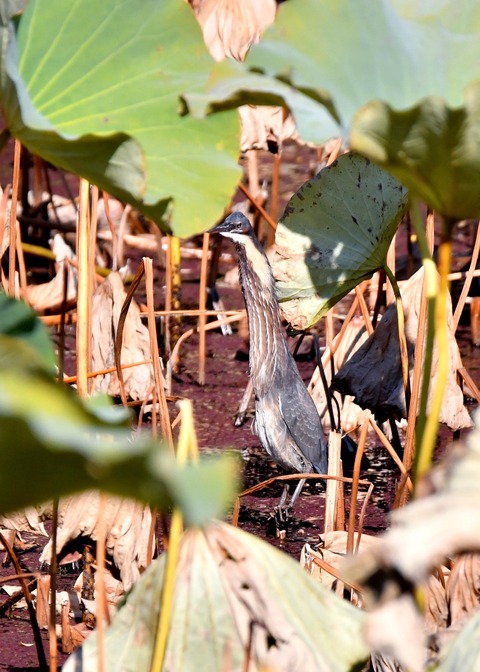 タカサゴクロサギ9017○