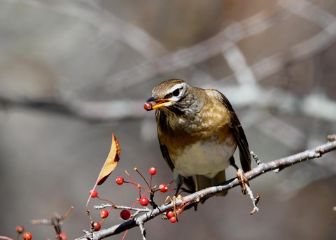 マミチャジナイ0367