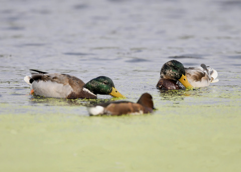 マガモ♂エクリプス1868
