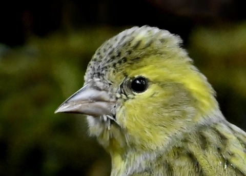 マヒワ♀0601(0808)