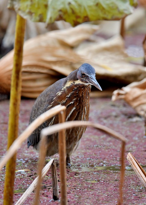 タカサゴクロサギ9787○