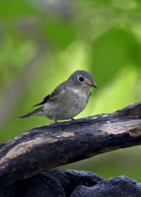 コサメビタキ1709
