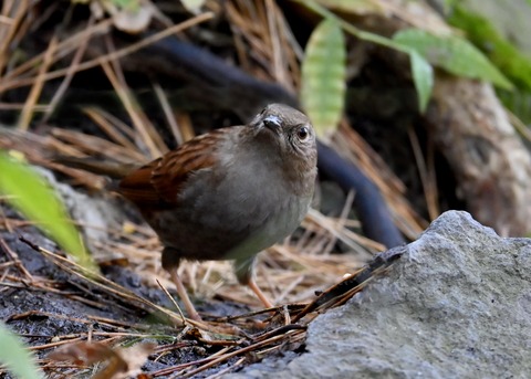 カヤクグリ5577