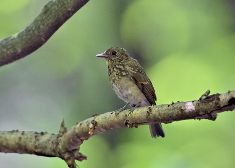 オオルリ♀幼鳥1262