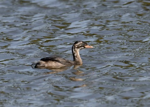 カイツブリ幼鳥0293