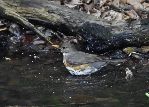 クロツグミ♀4378