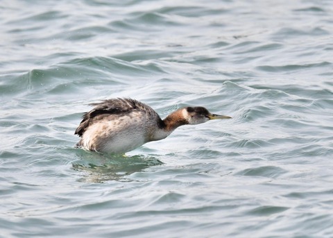 アカエリカイツブリ3748