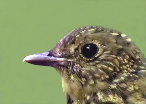 オオルリ♀幼鳥1000