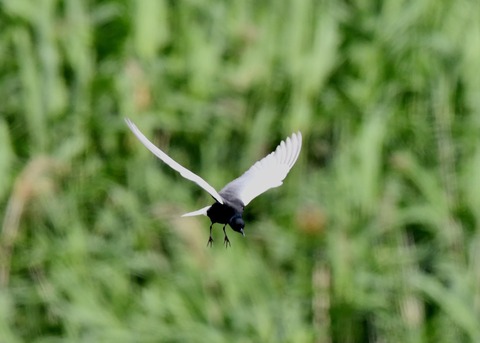 ハジロクロハラアジサシ0108