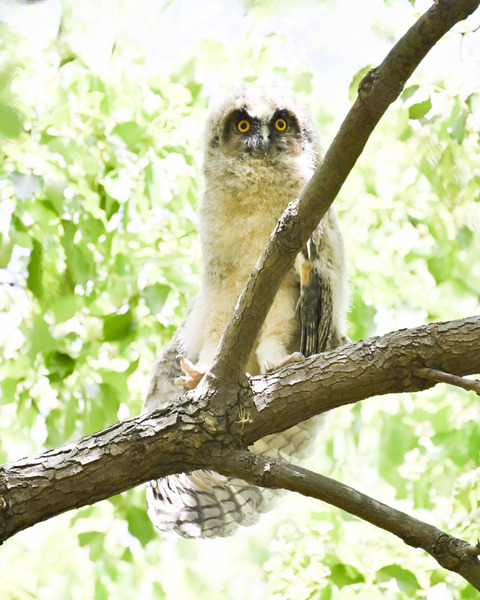 トラフズクの雛①2475
