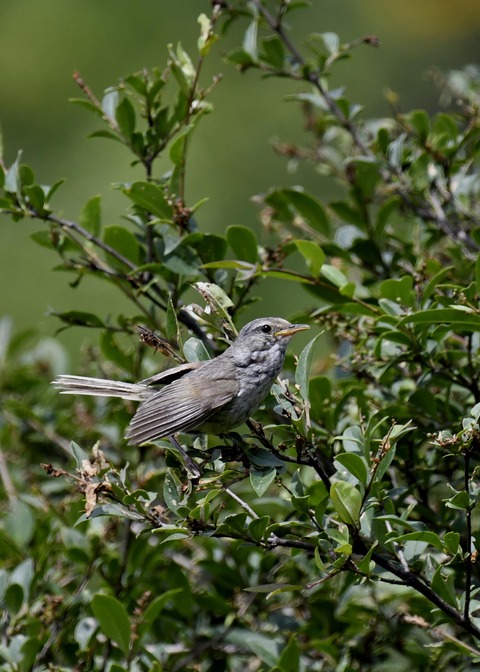 ウグイス幼鳥2483