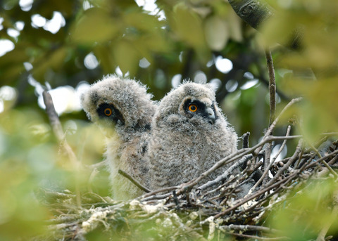 トラフズクのヒナ③④6806