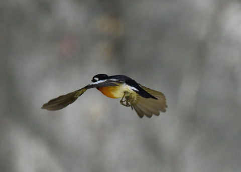 飛ぶ・ムギマキ♂0262