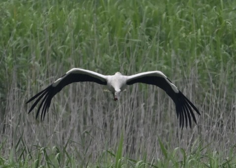 コウノトリ7001