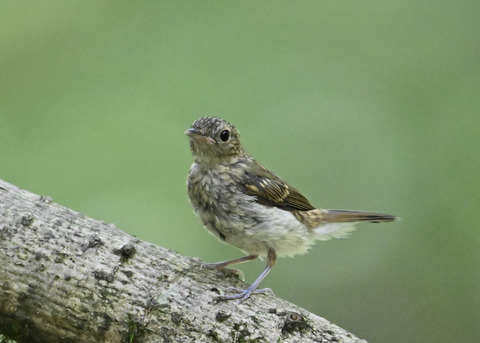 キビタキ幼鳥8463