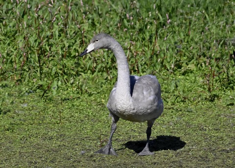 オオハクチョウ幼鳥2899