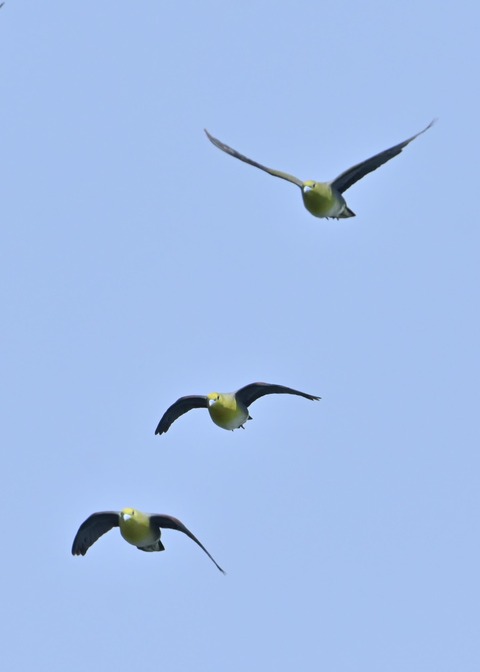 飛ぶ・アオバト♂♀4224