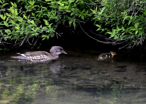 オシドリ親子6053