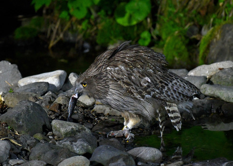 シマフクロウ♀1426