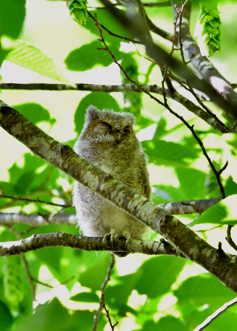 オオコノハズクのヒナ①2829