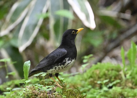 クロツグミ♂4126