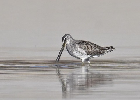 オオハシシギ6234