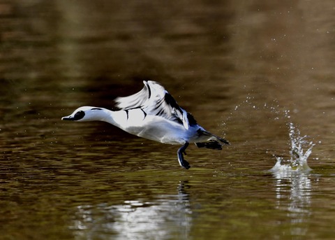 ミコアイサ♂7797