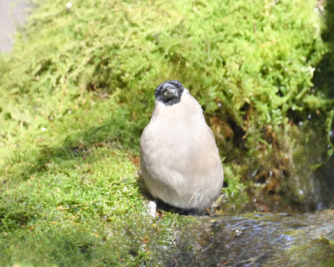 ウソ♀2379