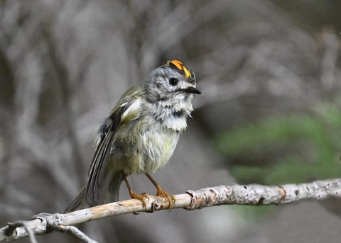 キクイタダキ♂2168