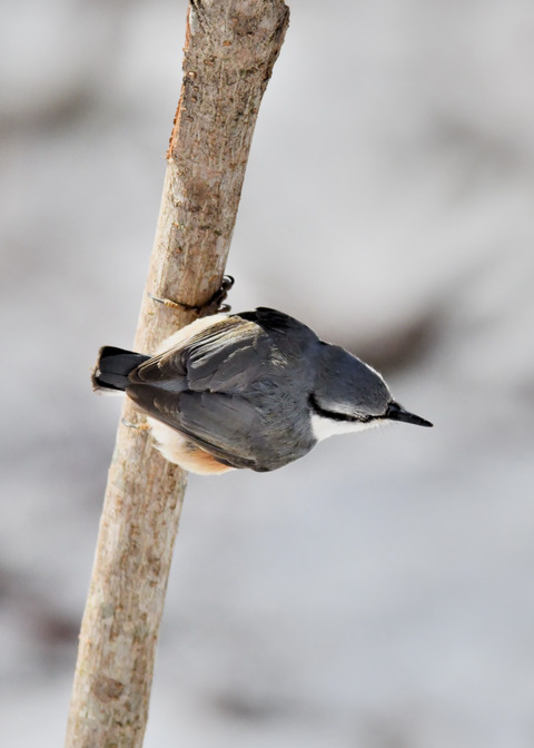 ゴ゛ュウカラ4116