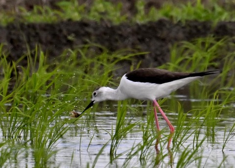 餌捕りセイタカシギ♀0058