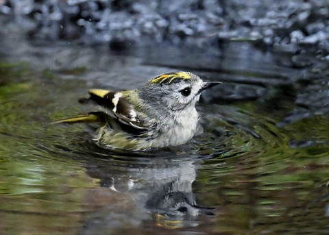 キクイタダキ♂0214