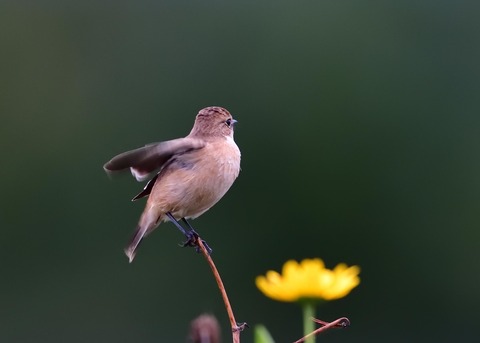 ノビタキ♀冬羽7040