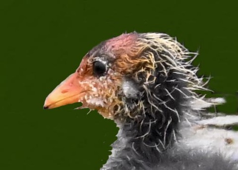 オオバンのヒナ1002