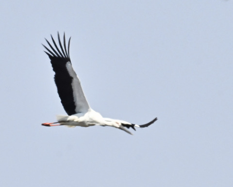 飛ぶコウノトリ8477