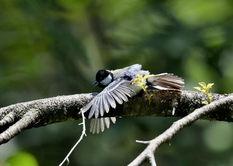 シジュウカラ0879