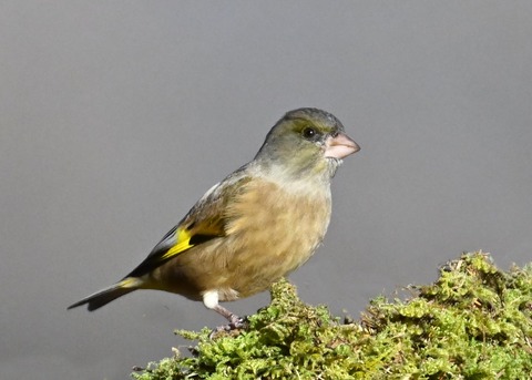 オオカワラヒワ7292