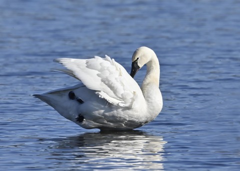 アメリカコハクチョウ8688