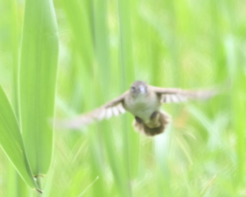 飛ぶオオセッカ8377