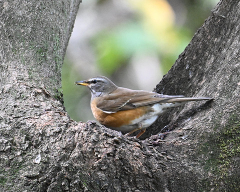 マミチャジナイ1650