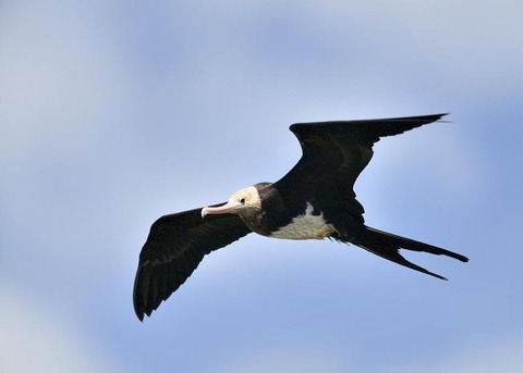 オオグンカンドリ0356