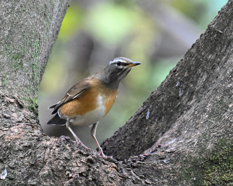 マミチャジナイ1125