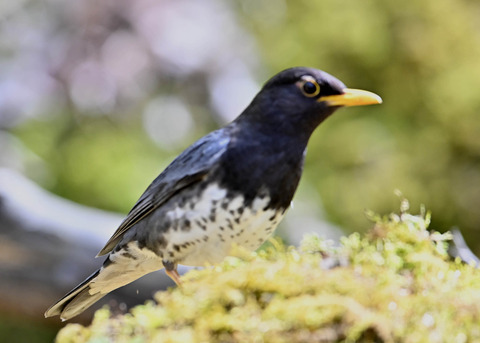 クロツグミ♂5572