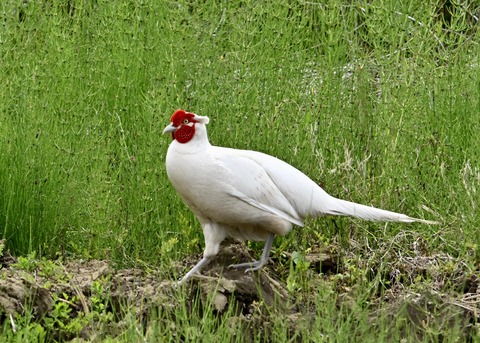 キジ♂白化1524