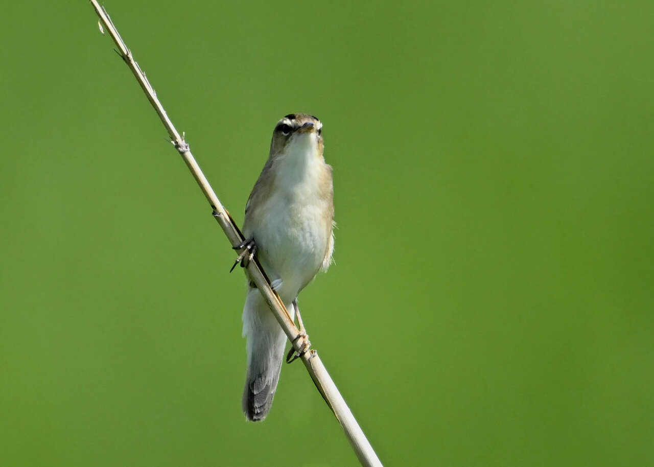 コヨシキリ 野口洪志の野鳥日記