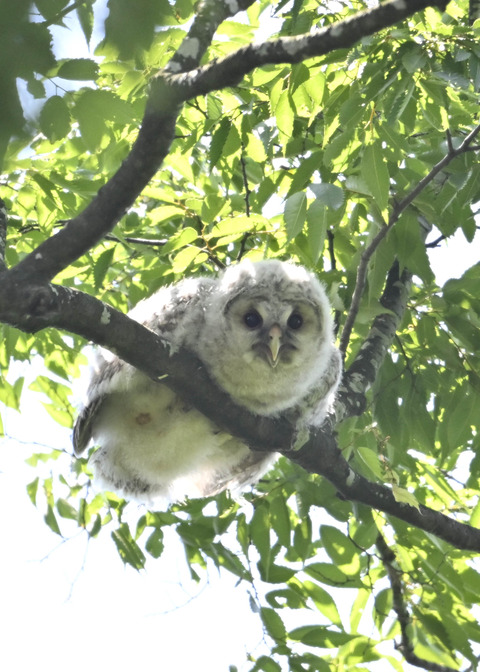 フクロウのヒナ6129