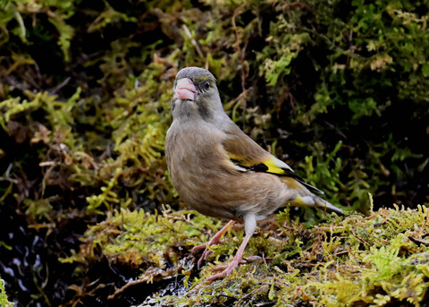 オオカワラヒワ7576